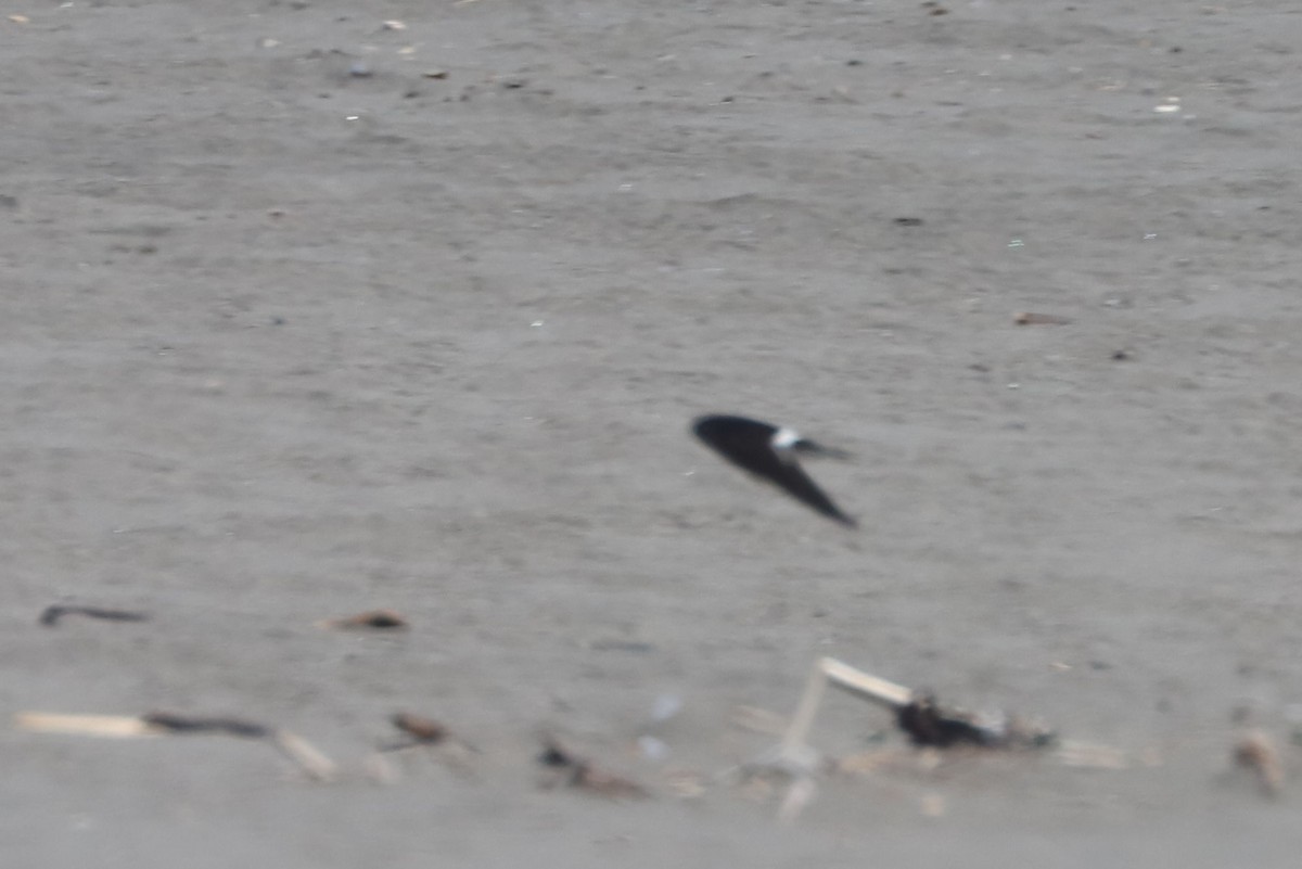 Chilean Swallow - ML647102788