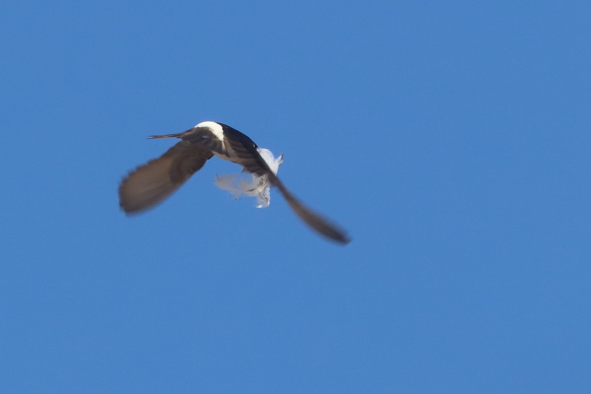 Chilean Swallow - ML647102789