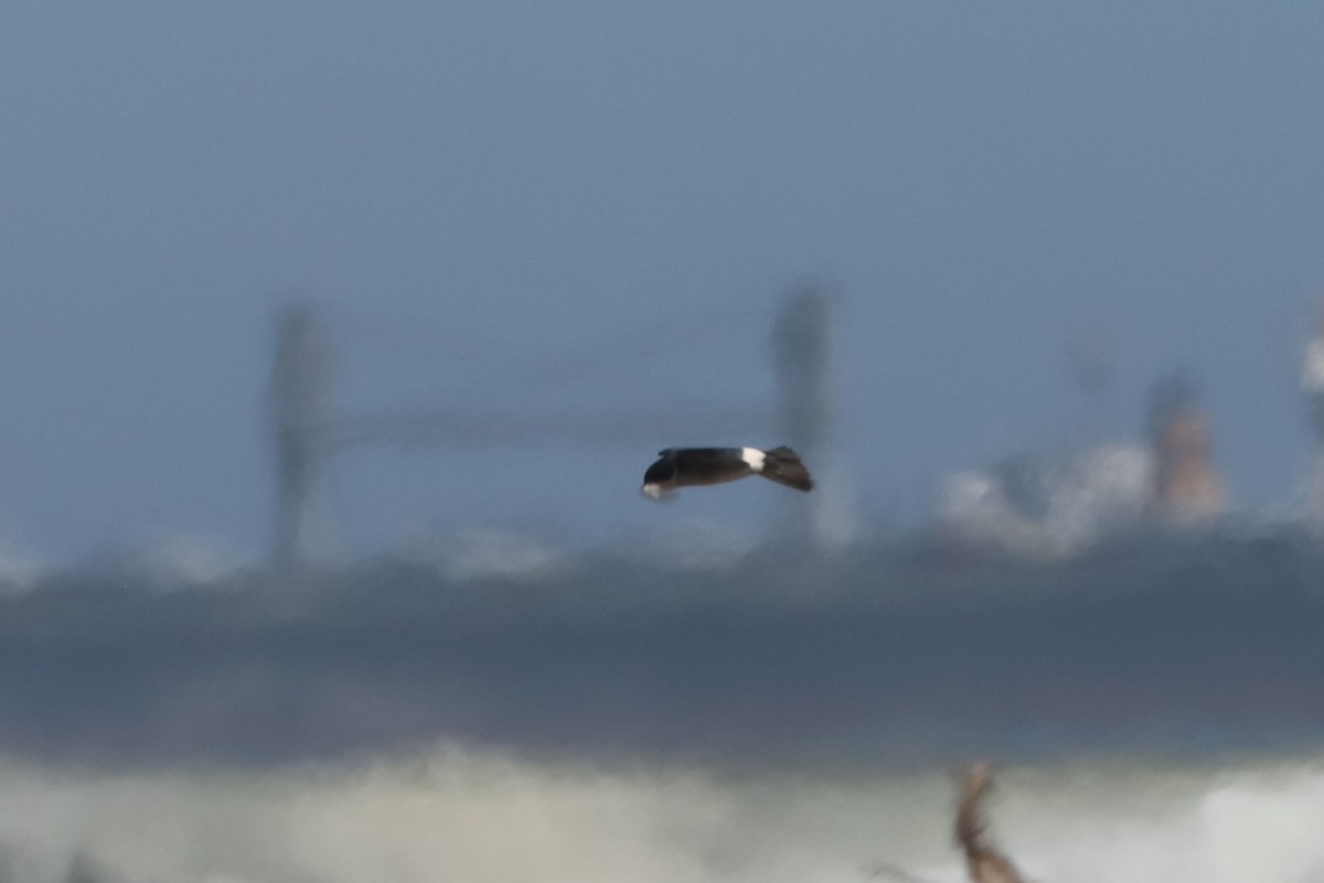 Chilean Swallow - ML647102790
