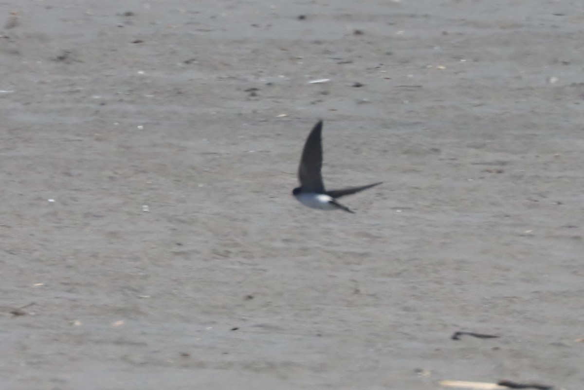 Chilean Swallow - ML647102791