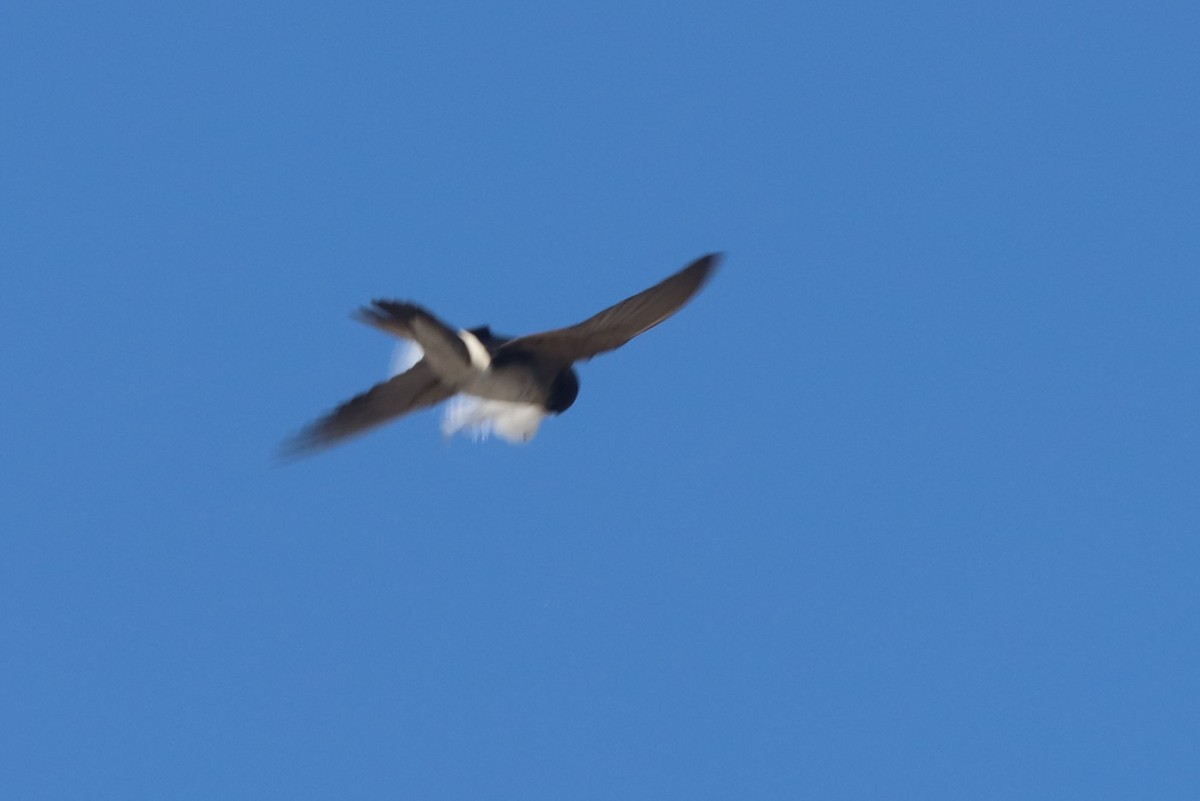 Chilean Swallow - ML647102792