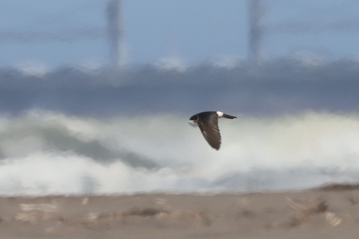 Chilean Swallow - ML647102793