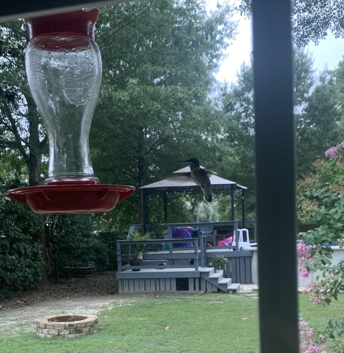 Ruby-throated Hummingbird - ML647102795