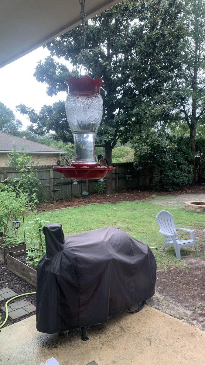 Ruby-throated Hummingbird - ML647102796