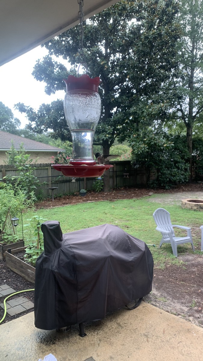 Ruby-throated Hummingbird - ML647102797