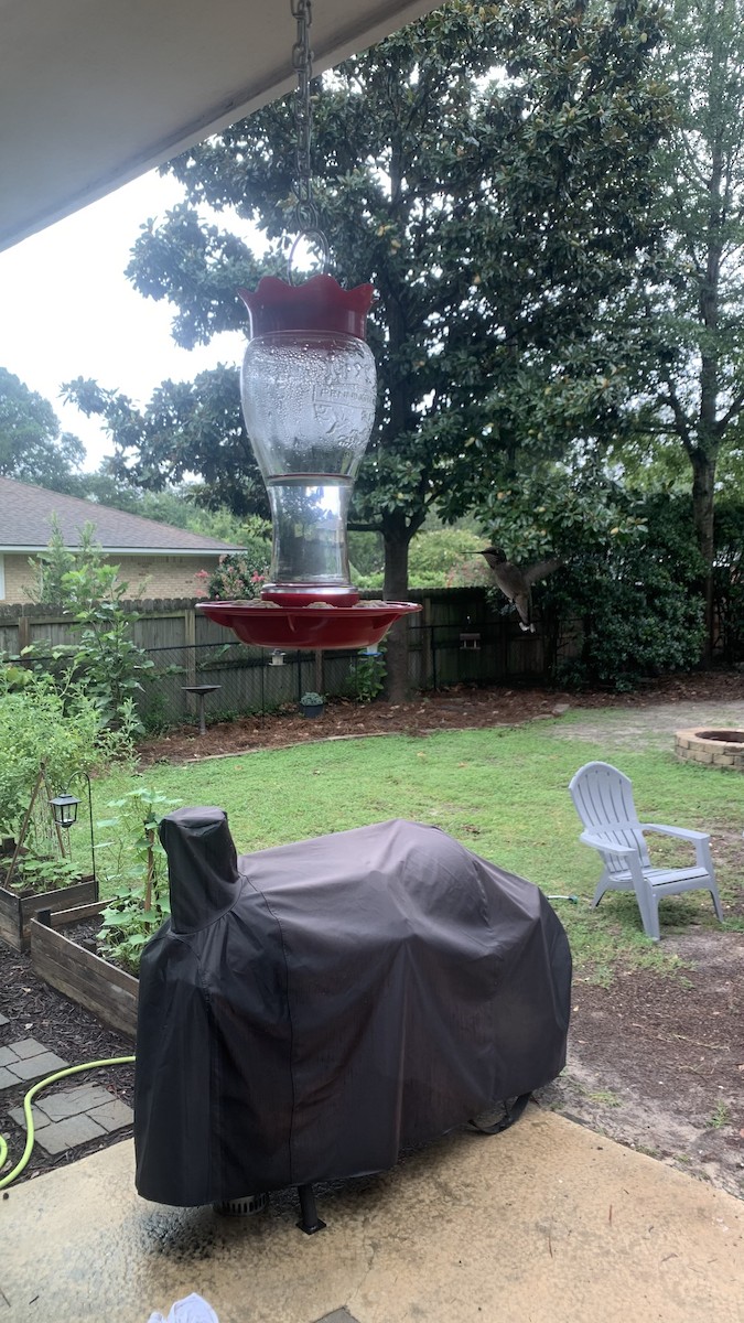 Ruby-throated Hummingbird - ML647102798