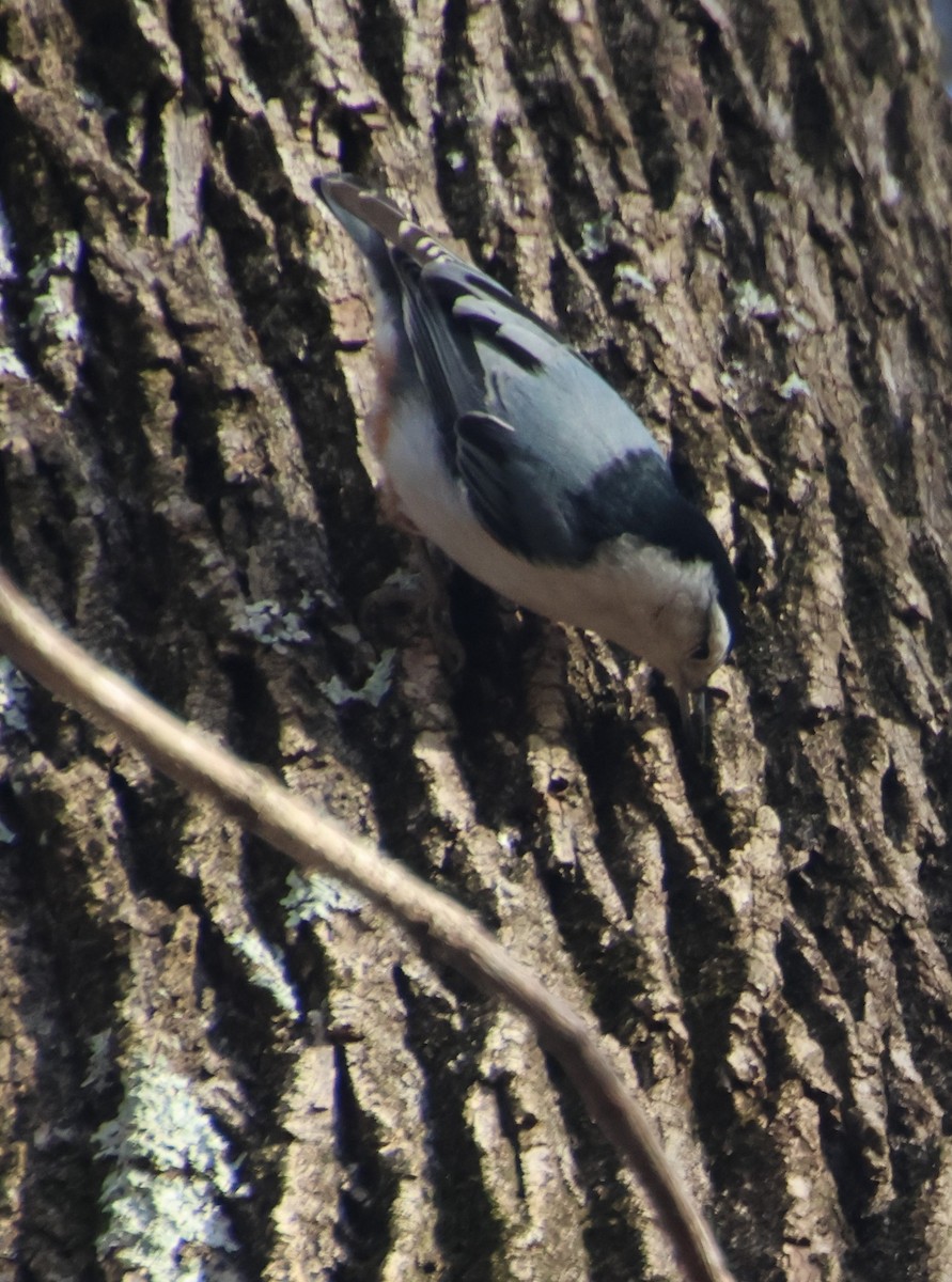 White-breasted Nuthatch - ML647102800