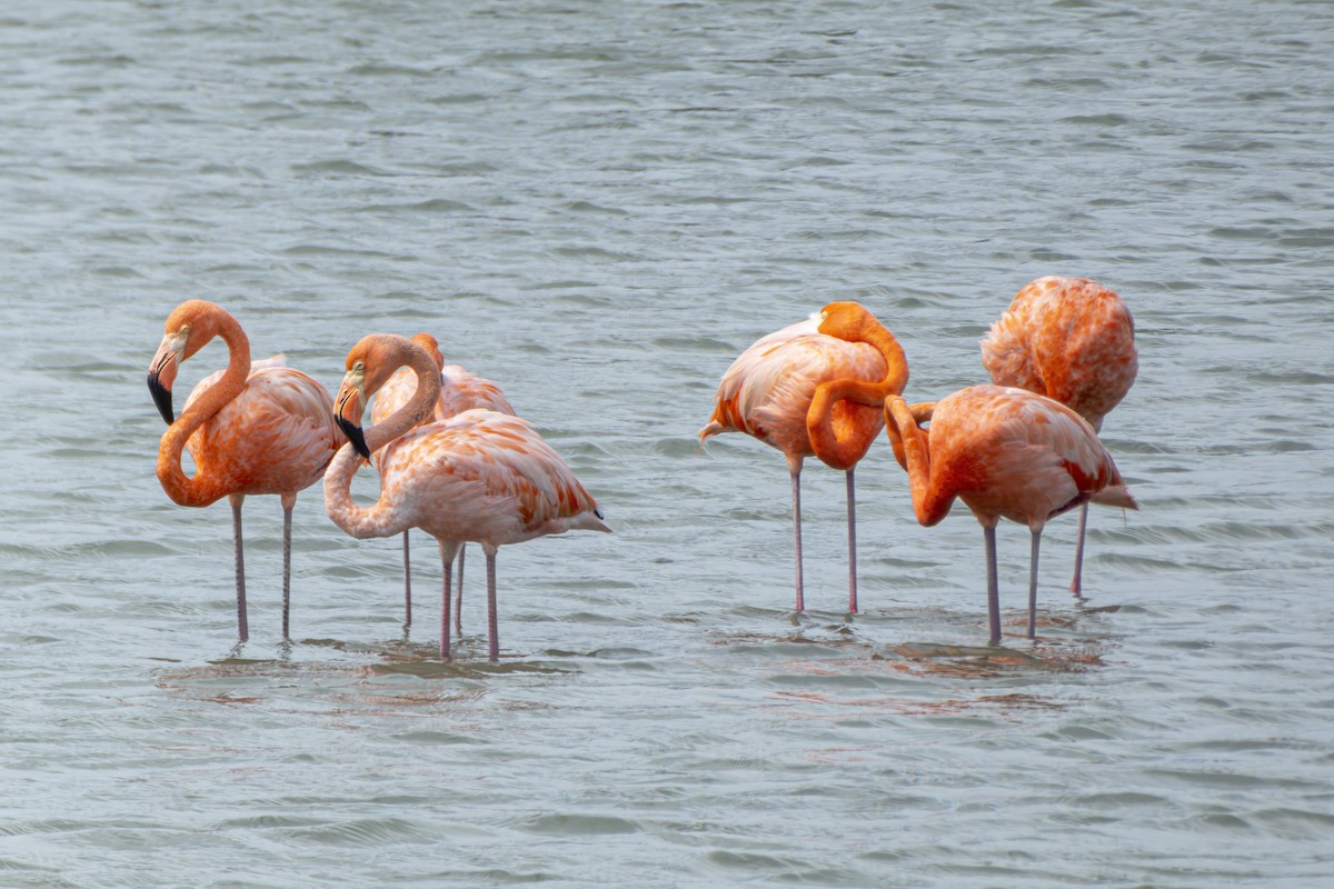 American Flamingo - ML647102808
