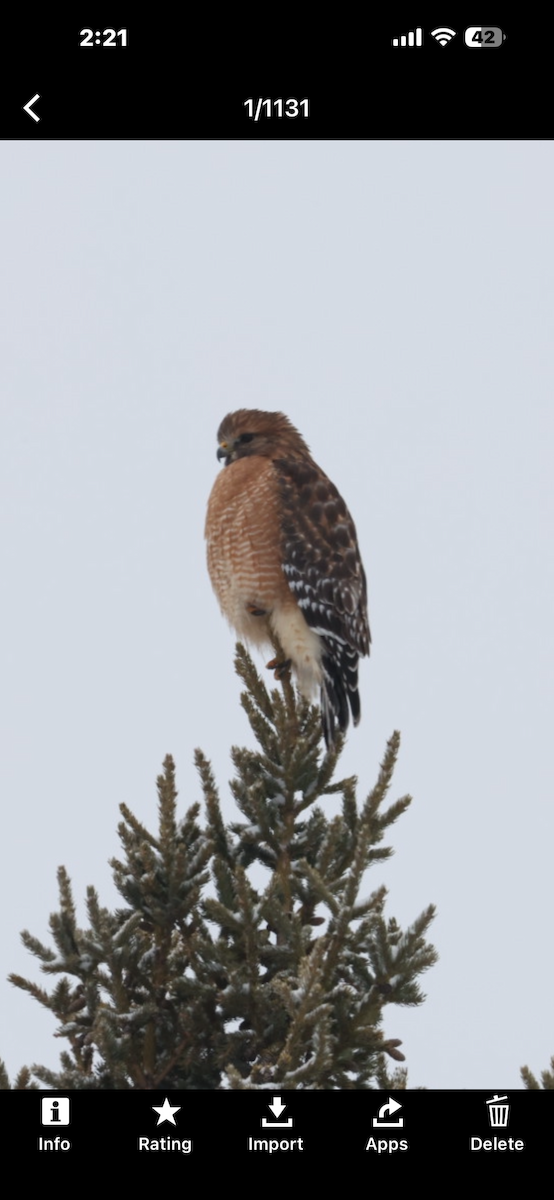 Red-shouldered Hawk - ML647102813