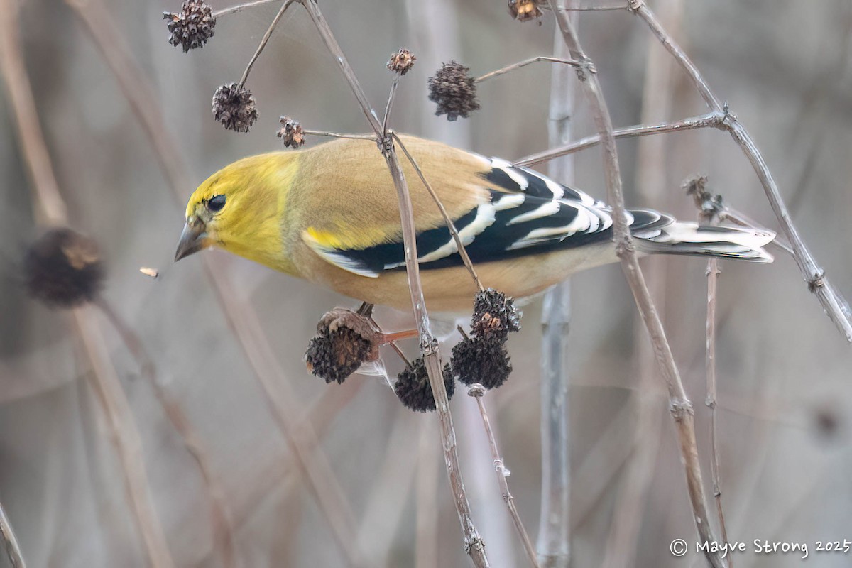 čížek žlutý - ML647102819