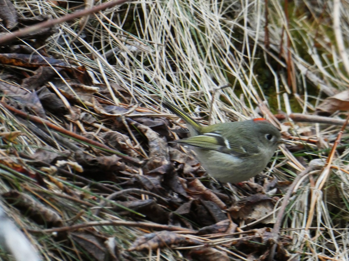 Ruby-crowned Kinglet - ML647102825