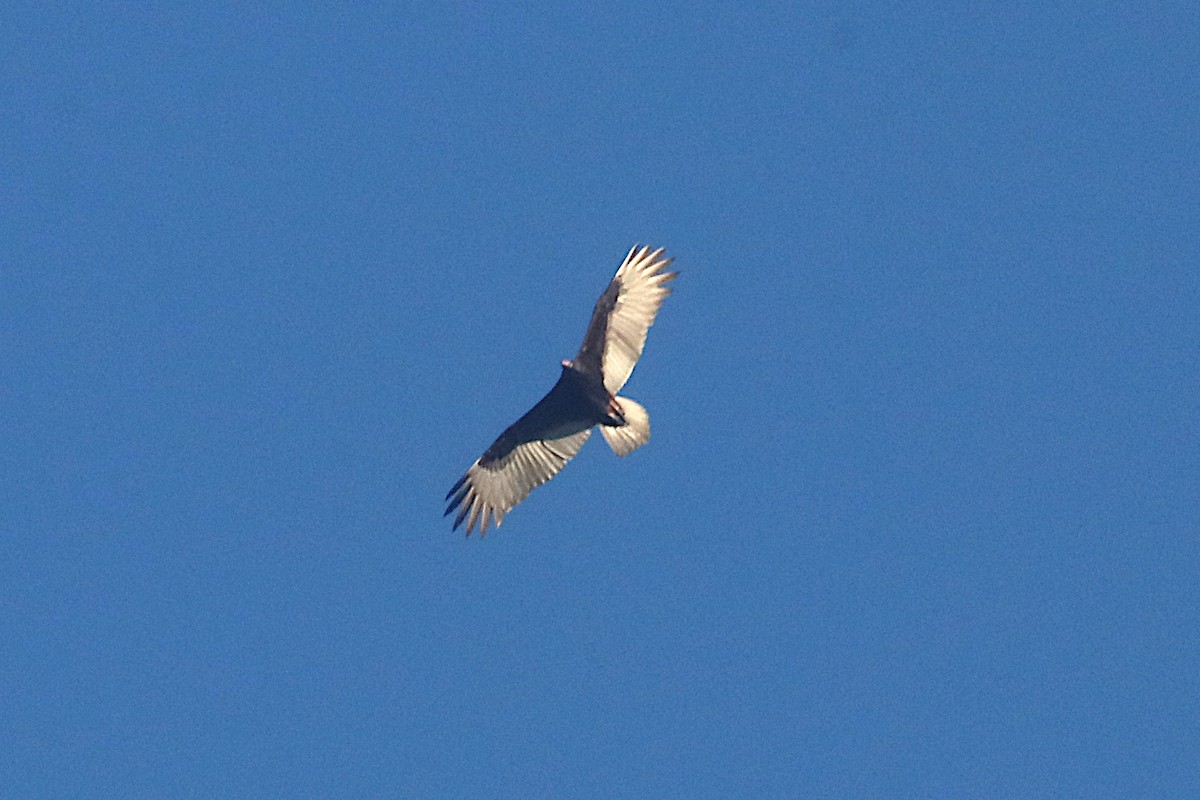 Turkey Vulture - ML647102829
