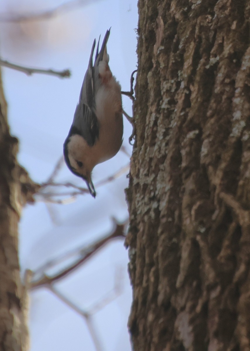 White-breasted Nuthatch - ML647102836