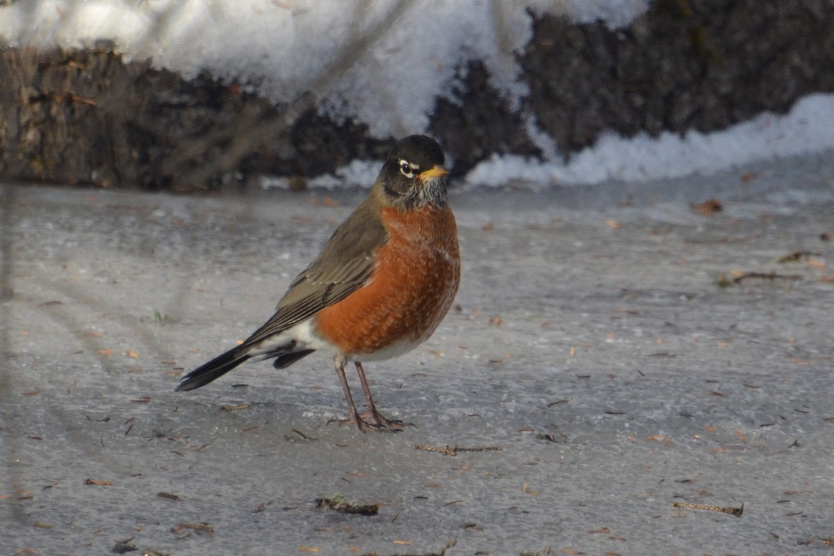 American Robin - ML647102837