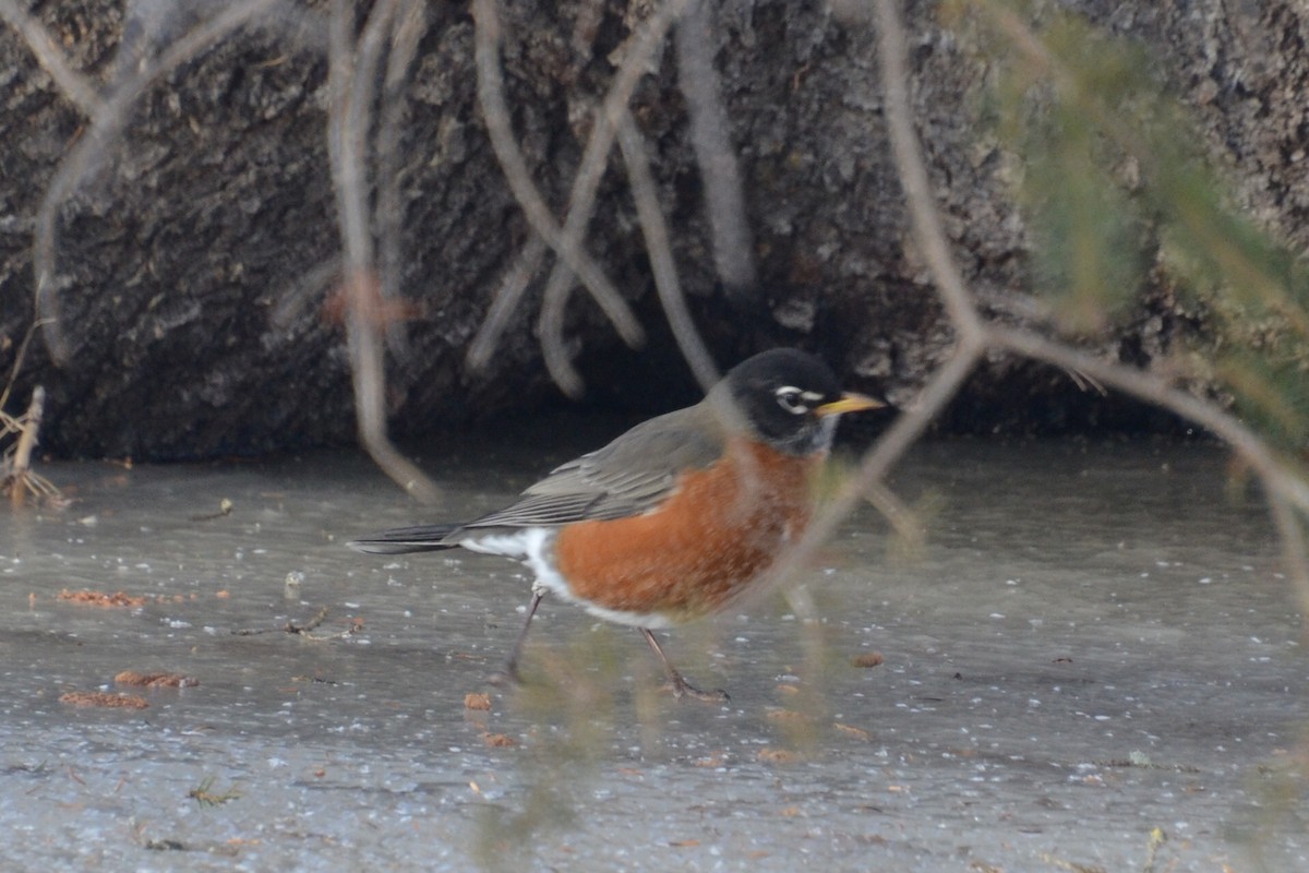 American Robin - ML647102838