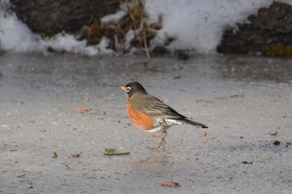 American Robin - ML647102839