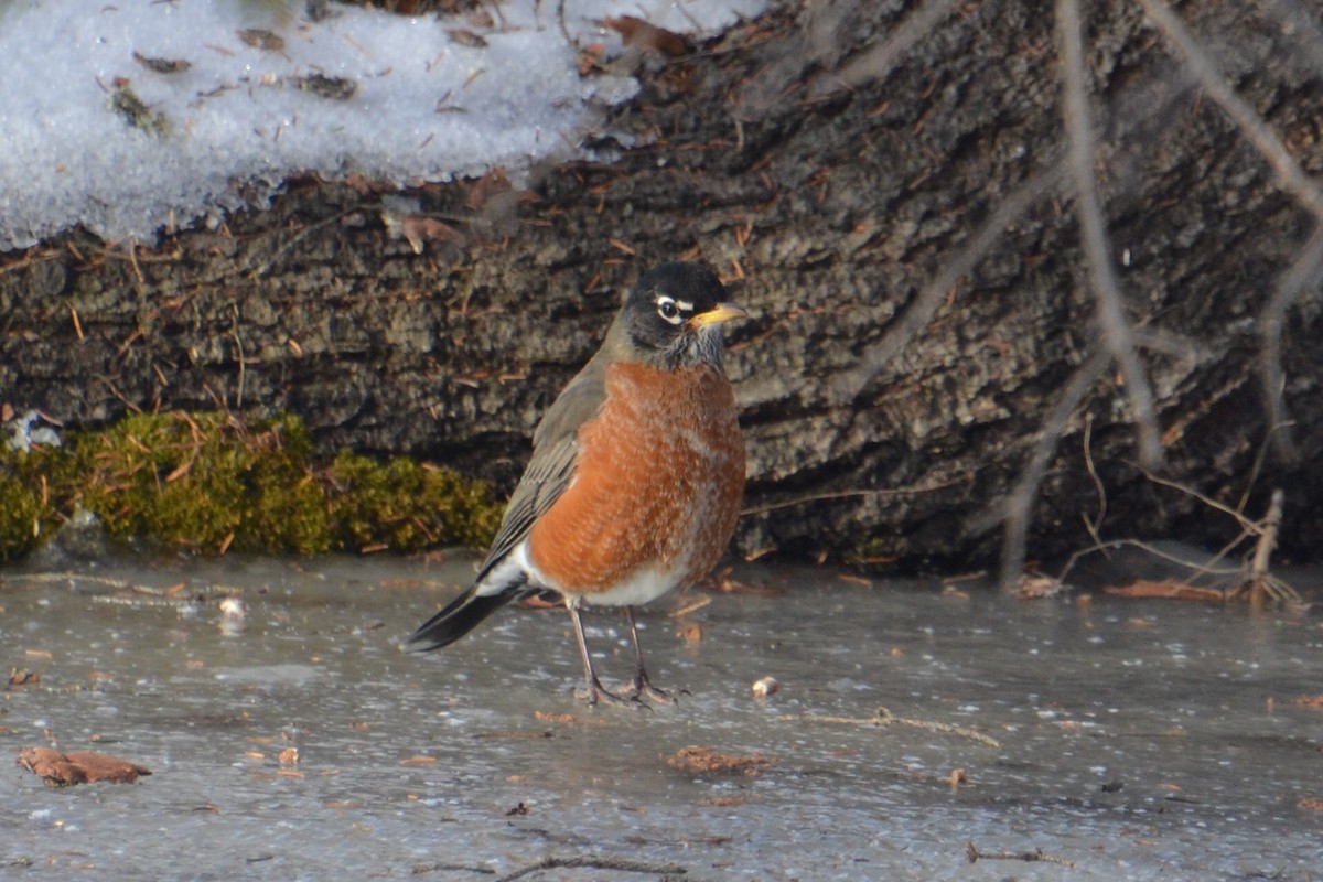 American Robin - ML647102840