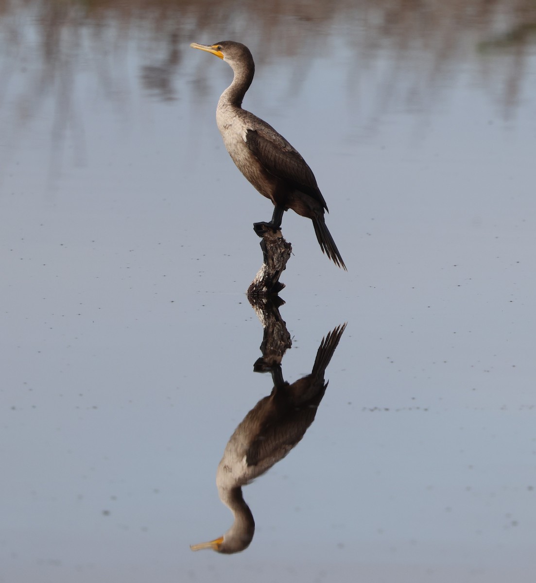 Double-crested Cormorant - ML647102842