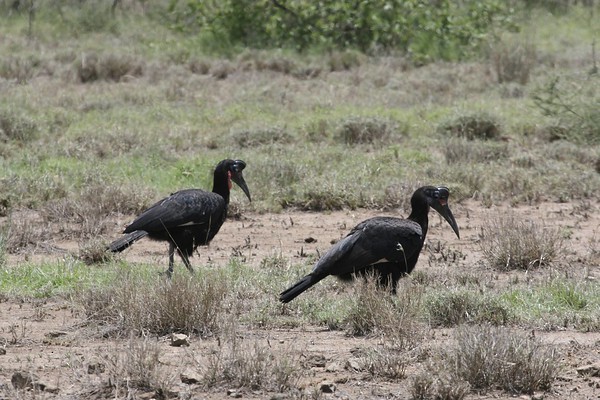 Abyssinian Ground-Hornbill - ML647102844