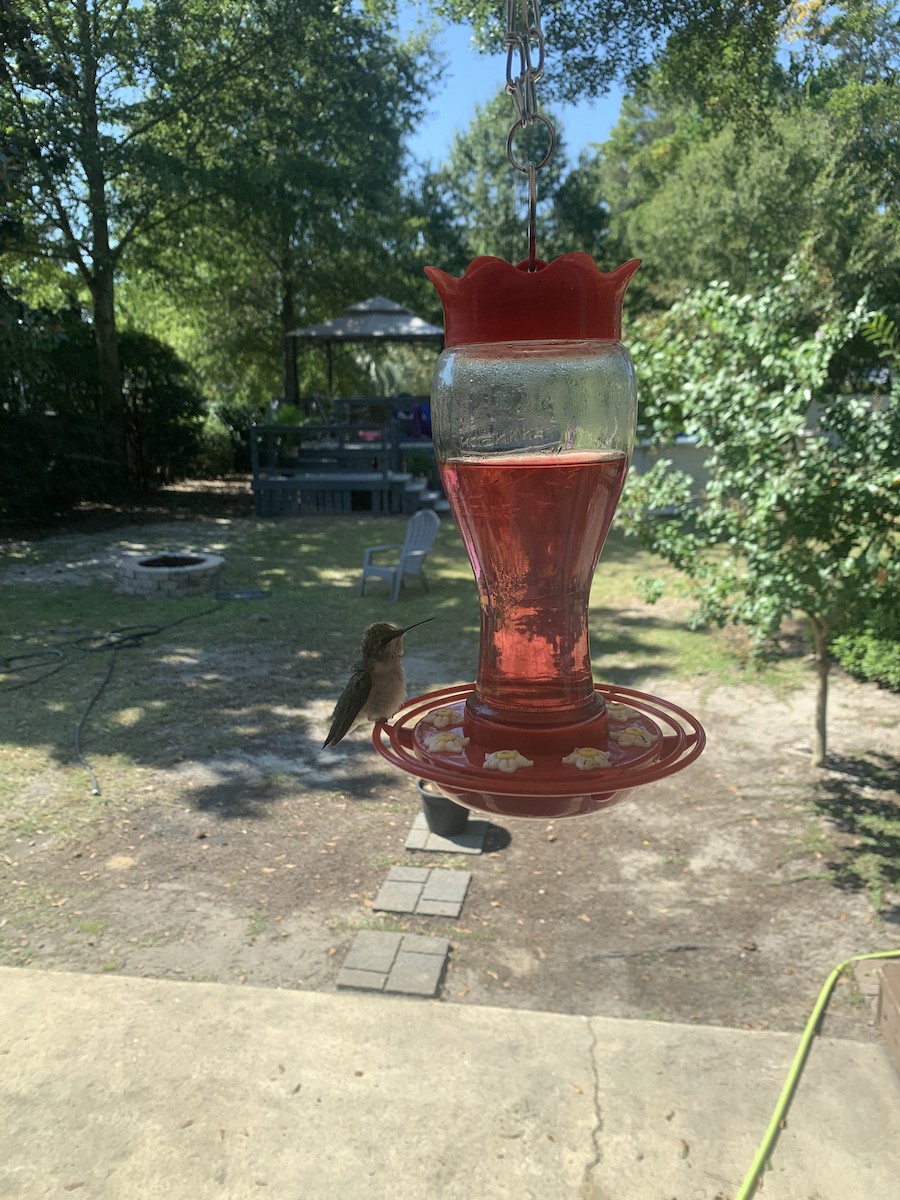 Ruby-throated Hummingbird - ML647102862