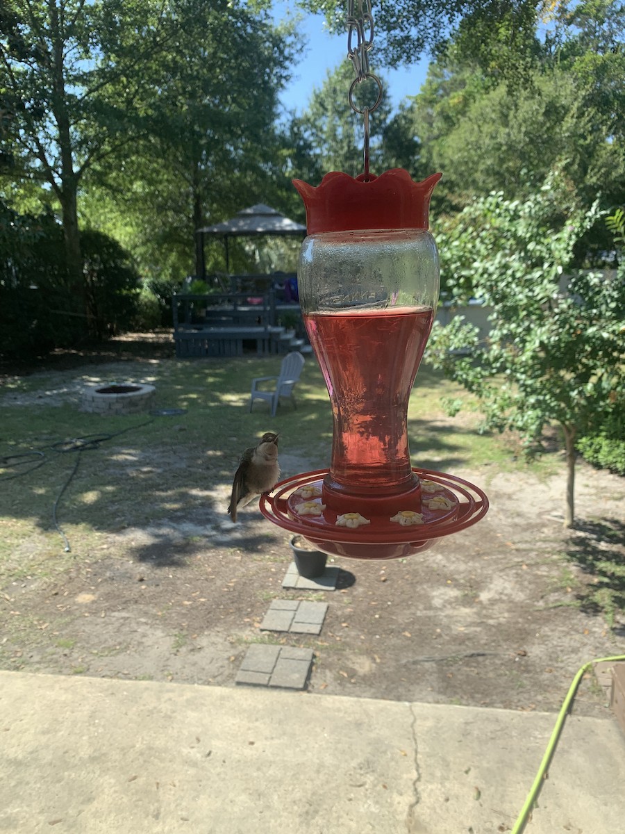 Ruby-throated Hummingbird - ML647102863