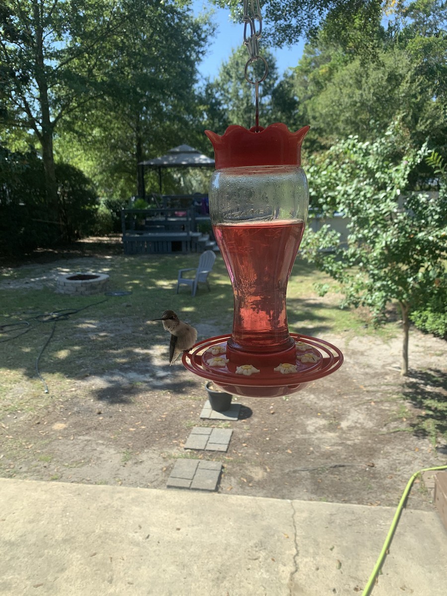 Ruby-throated Hummingbird - ML647102864