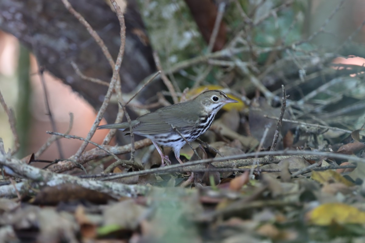 Ovenbird - ML647102869