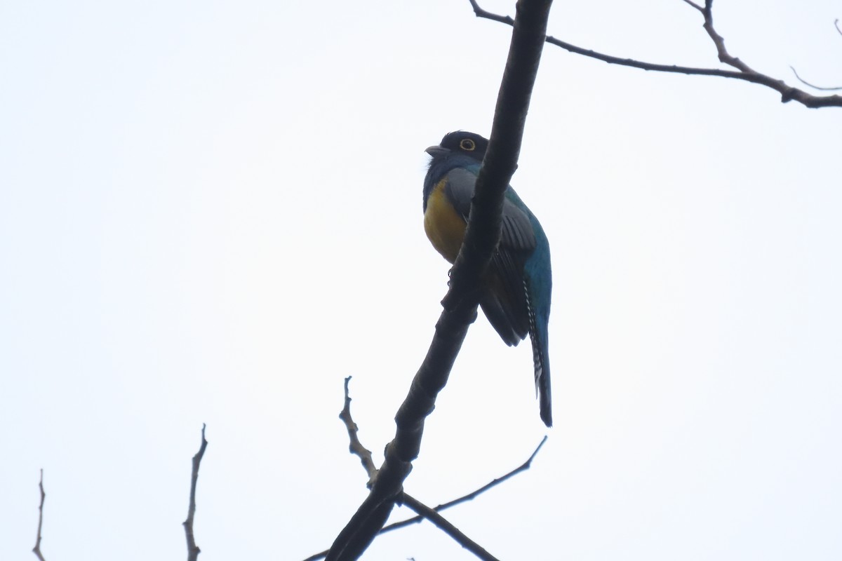 Gartered Violaceous Trogon - ML647102874