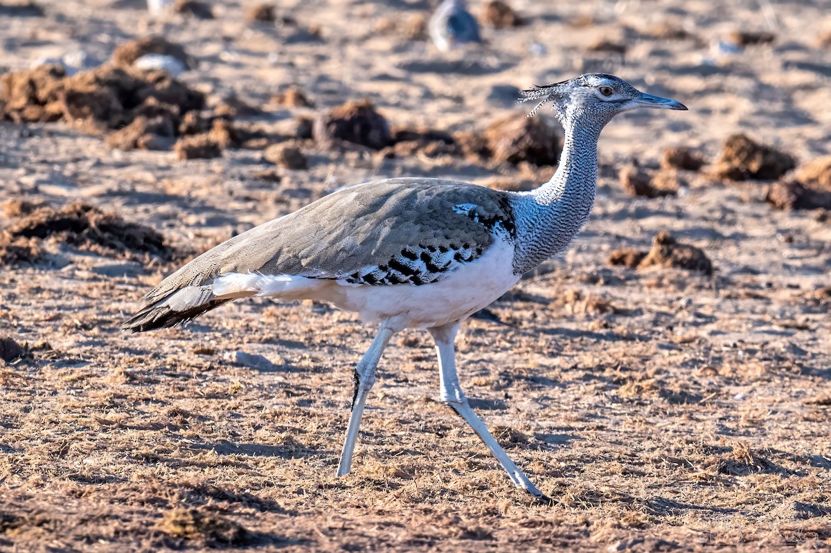 アフリカオオノガン - ML647102884