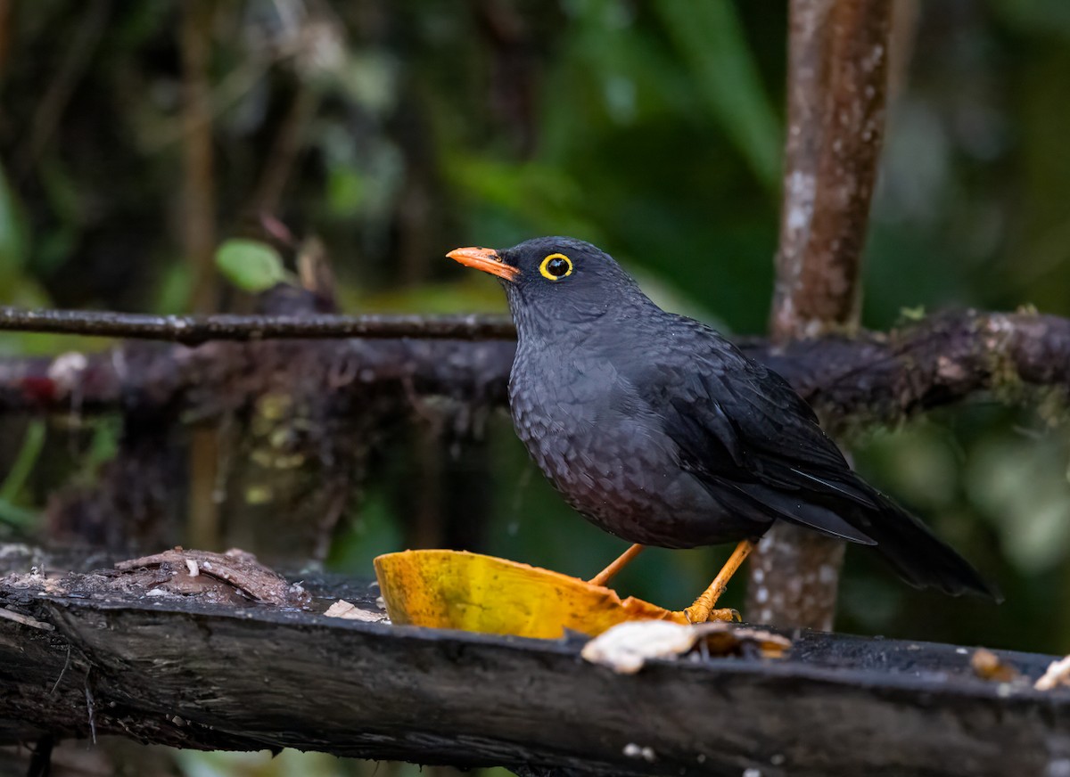 オニツグミ - ML647102891