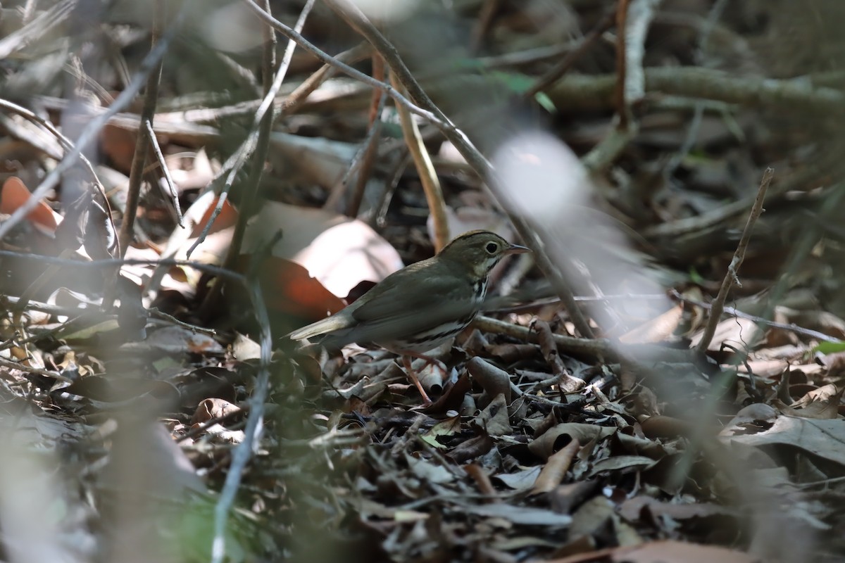 Ovenbird - ML647102893