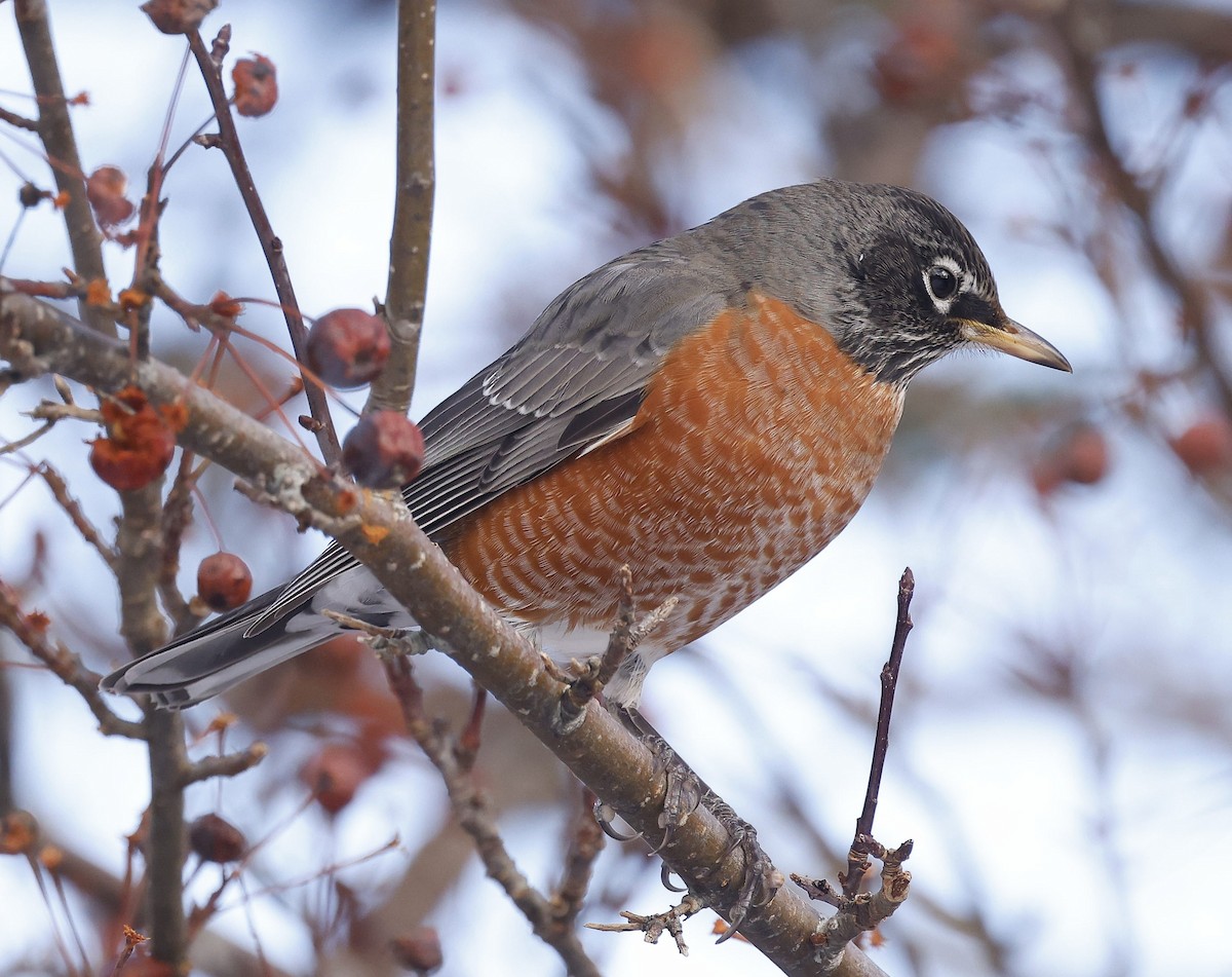 קיכלי נודד - ML647102910