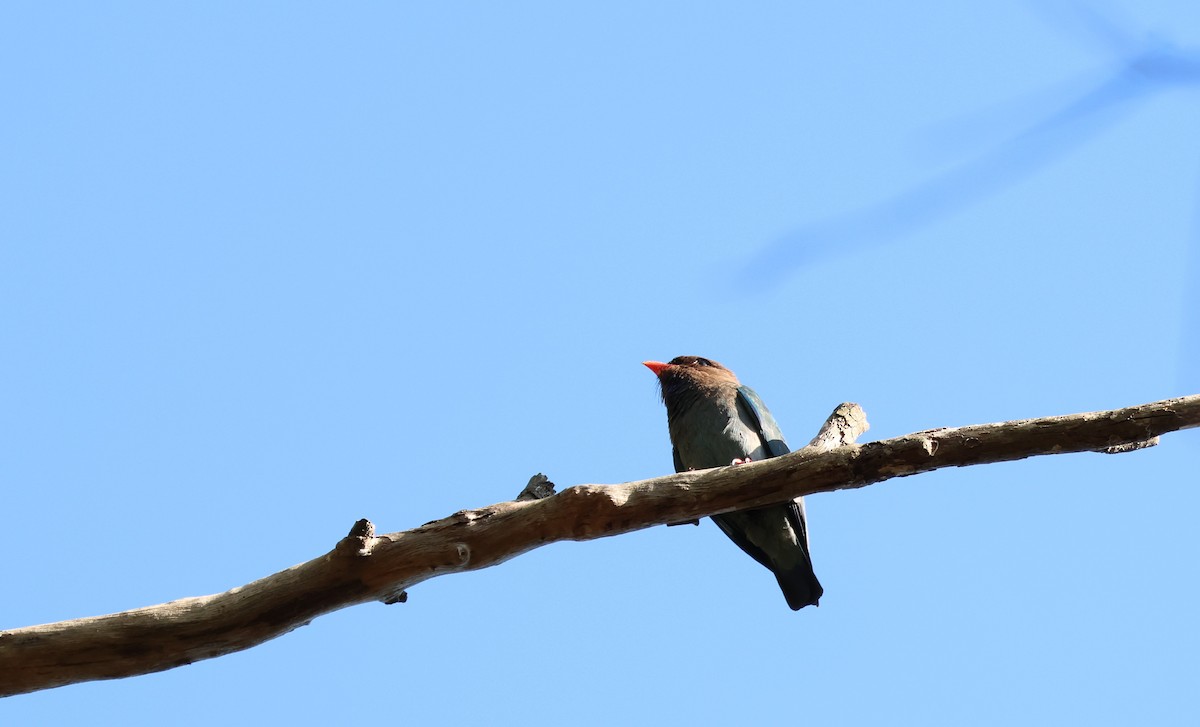 ブッポウソウ - ML647102918