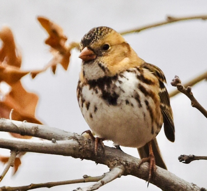 Harris's Sparrow - ML647102929