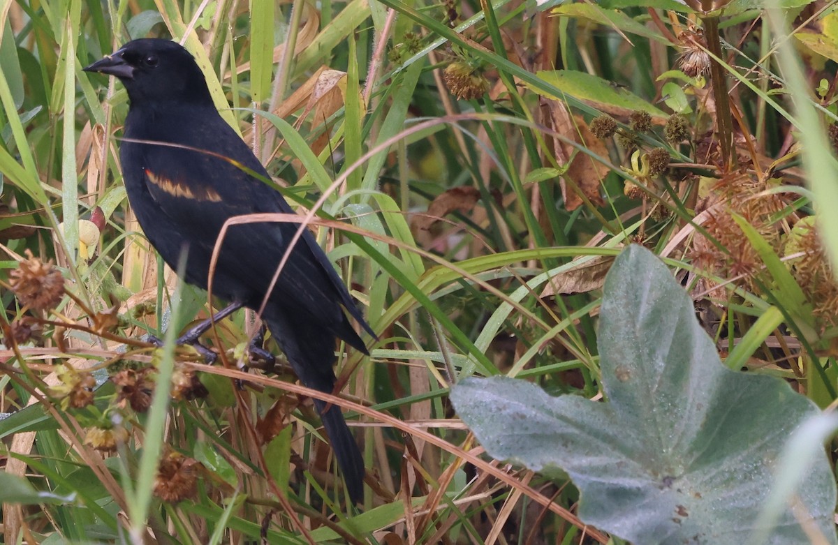 Красноплечий трупиал - ML647102940