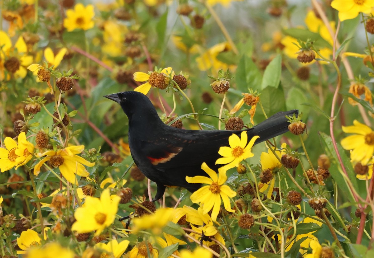 Красноплечий трупиал - ML647102941