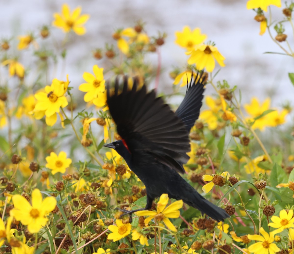 Красноплечий трупиал - ML647102942