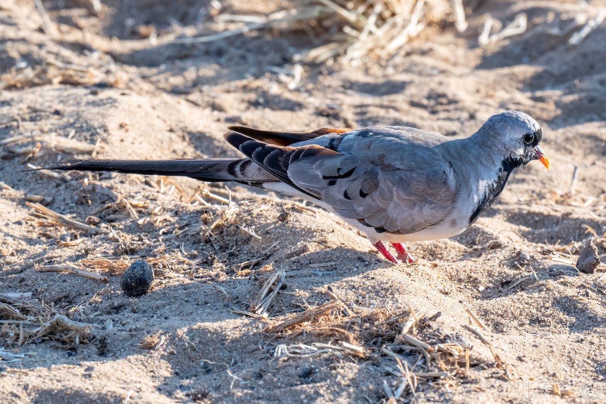 hrdlička kapská - ML647102946