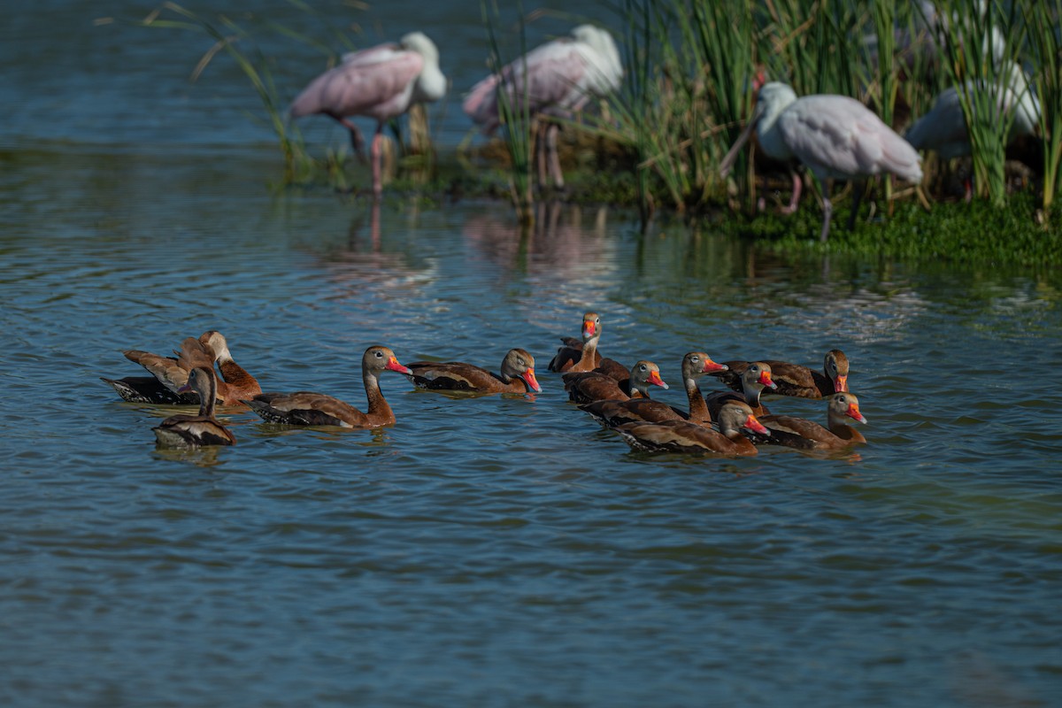 Black-bellied Whistling-Duck - ML647102948