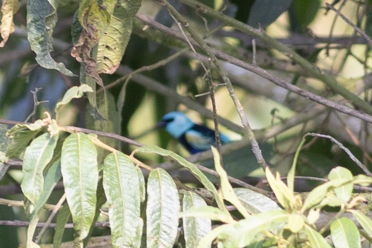 Танагра блакитношия - ML647102968