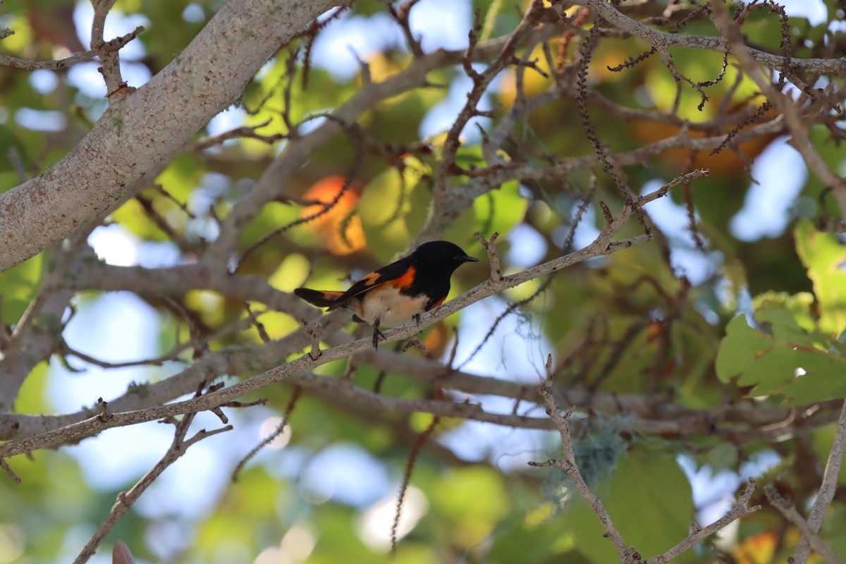 Горихвостковая древесница - ML647102971