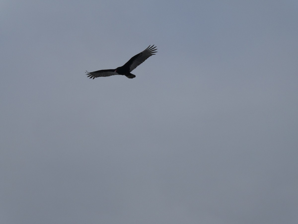 Turkey Vulture - ML647102980