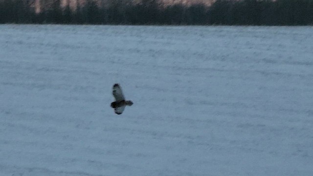 Zingira-hontza - ML647102982