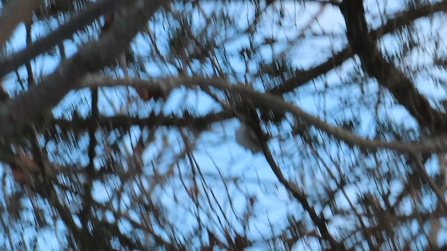 Black-throated Gray Warbler - ML647102993