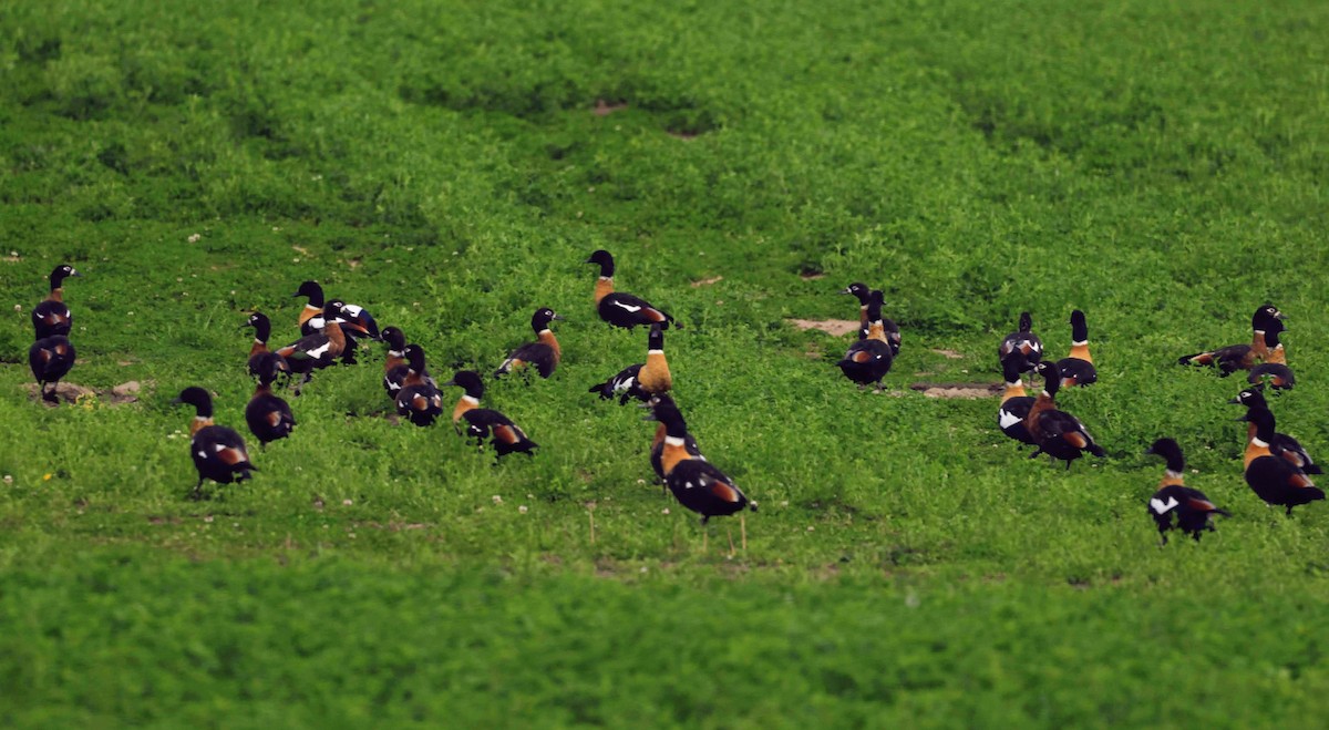 Australian Shelduck - ML647103012