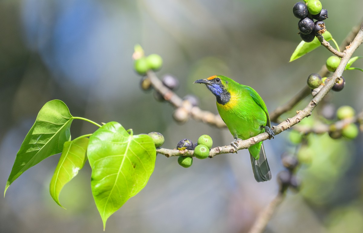 Golden-fronted Leafbird - ML647103022