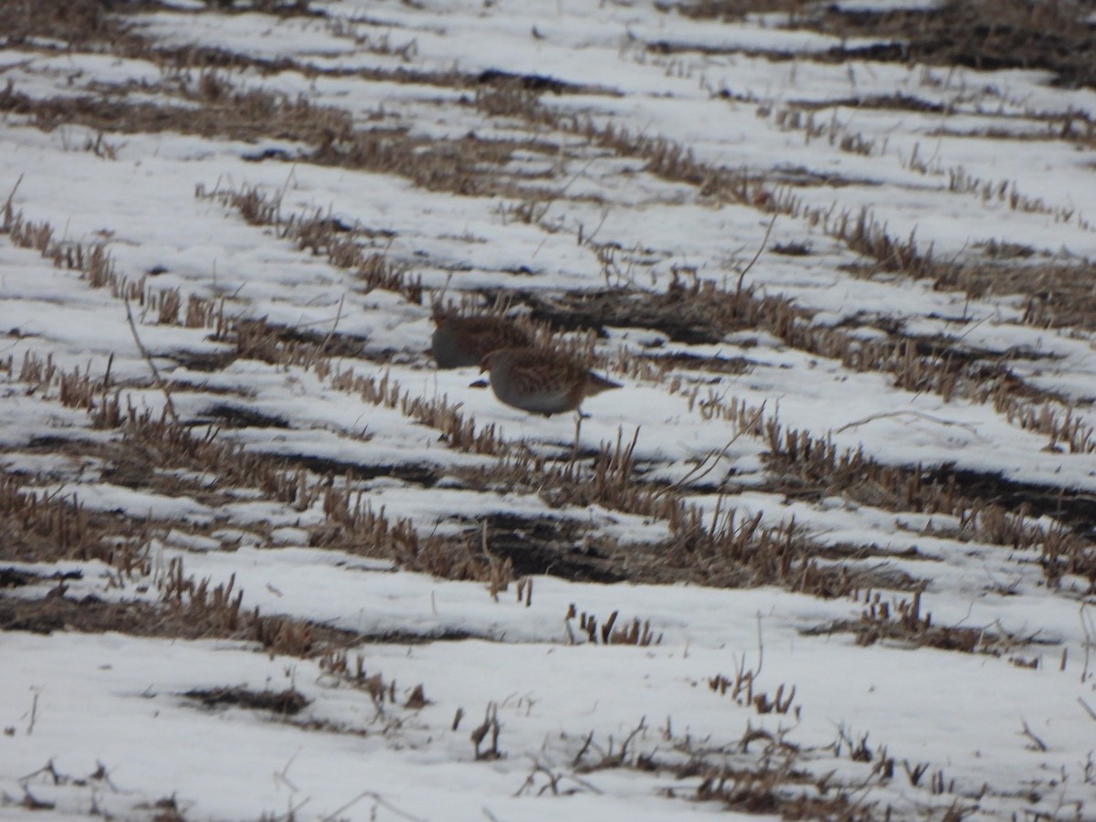 Gray Partridge - ML647103027
