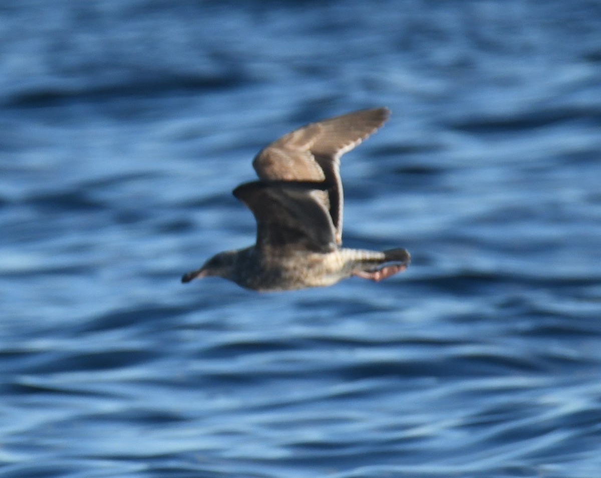 racek západní - ML647103032