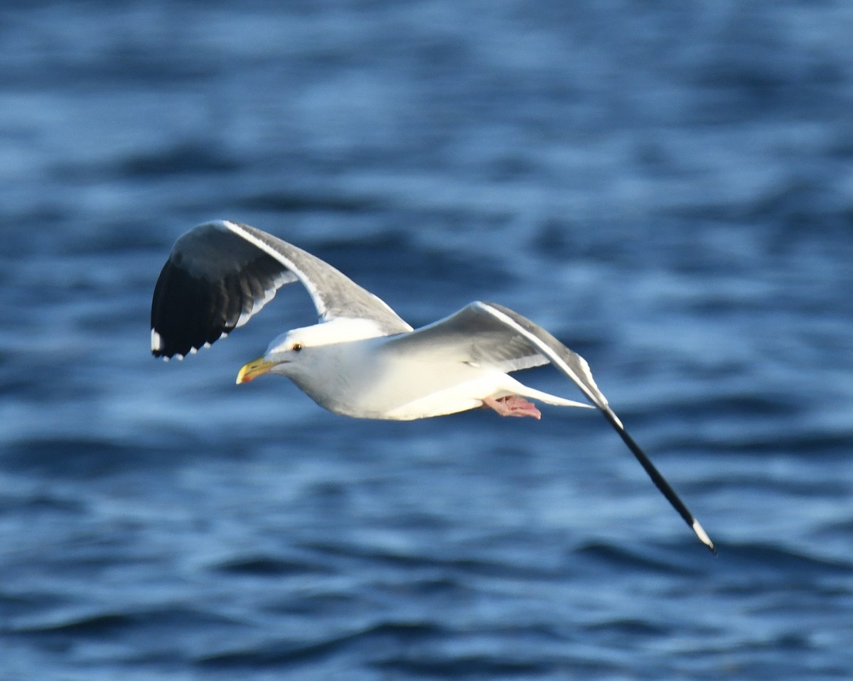 racek západní - ML647103033