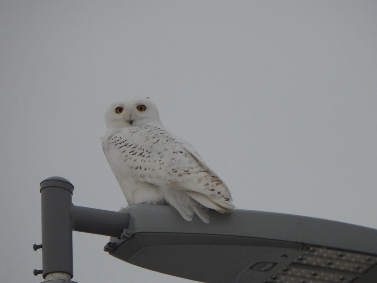 Snowy Owl - ML647103043